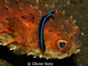 Birdbeak burrfish with a  cleaner fish by Olivier Notz 
